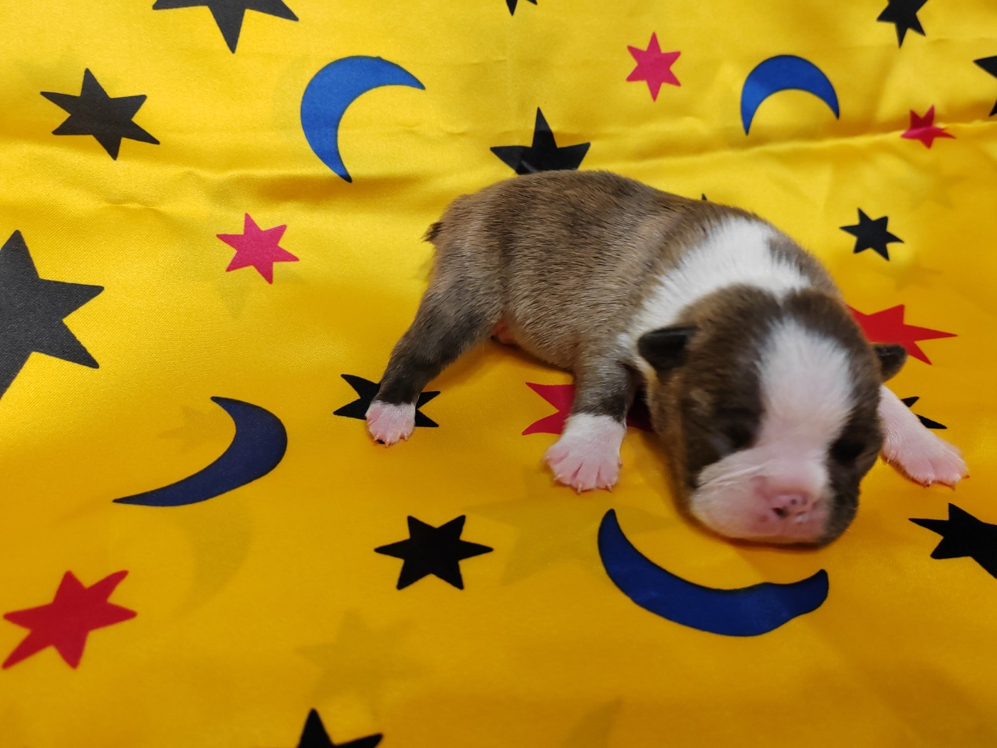 Du grand fresnoy - Chiots disponibles - Boston Terrier