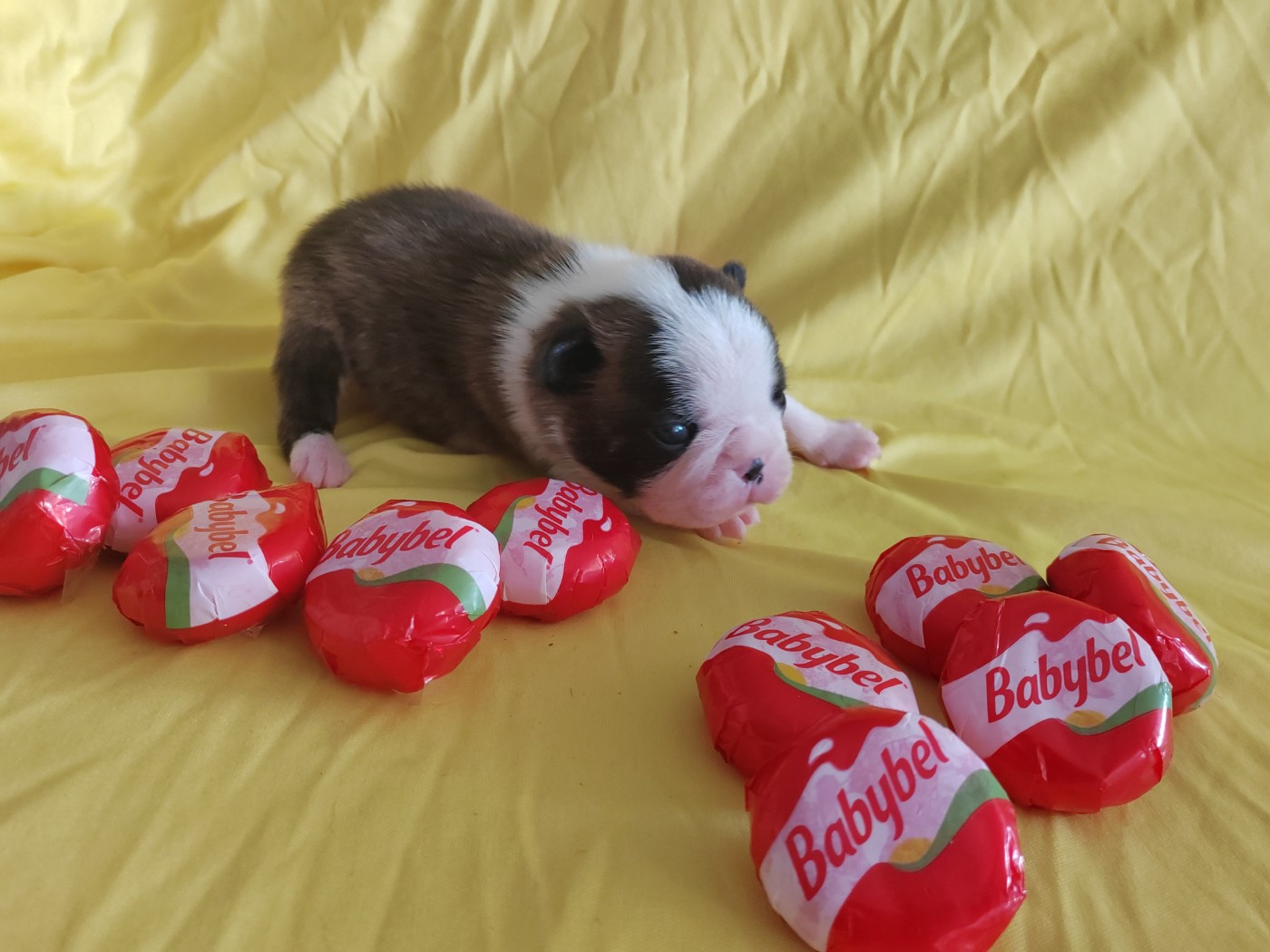 Du grand fresnoy - Chiots disponibles - Boston Terrier