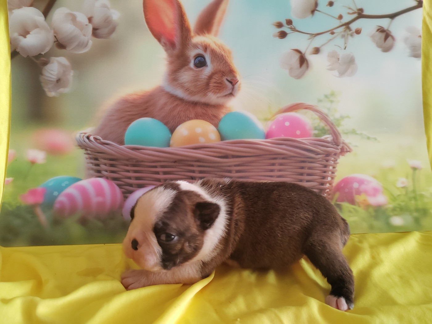 Du grand fresnoy - Chiots disponibles - Boston Terrier