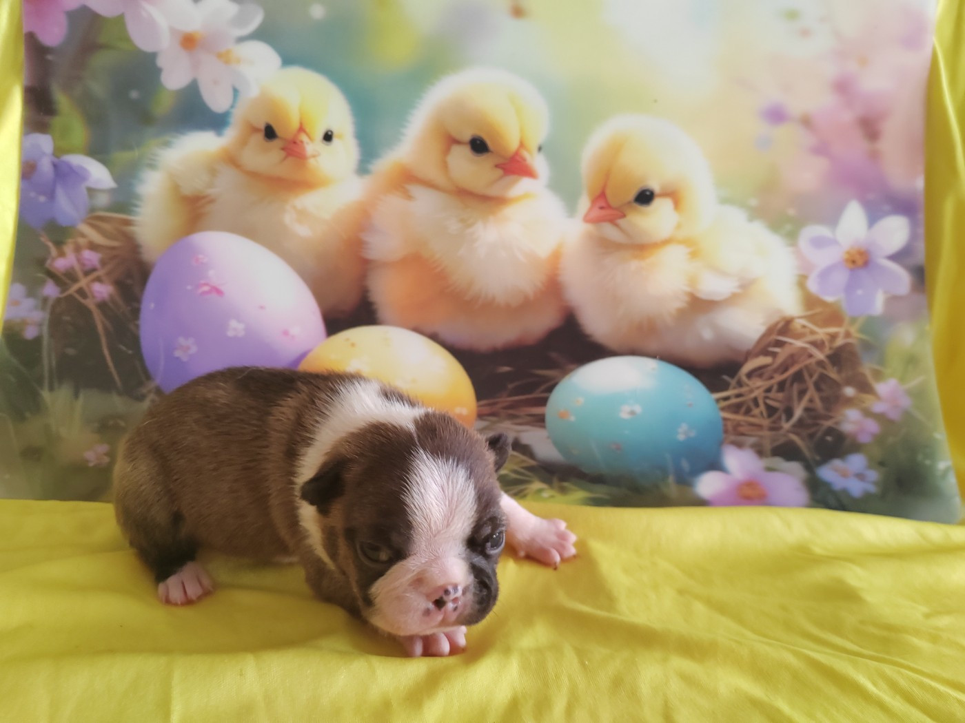 Du grand fresnoy - Chiots disponibles - Boston Terrier