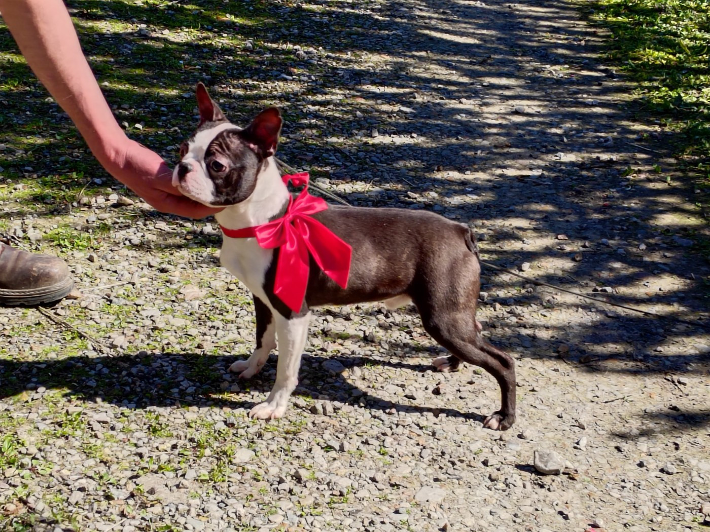 Du grand fresnoy - Chiots disponibles - Boston Terrier