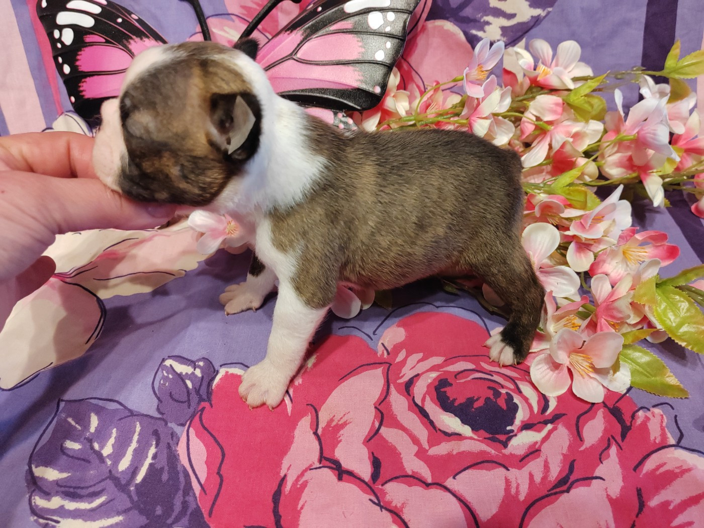 Du grand fresnoy - Chiots disponibles - Boston Terrier