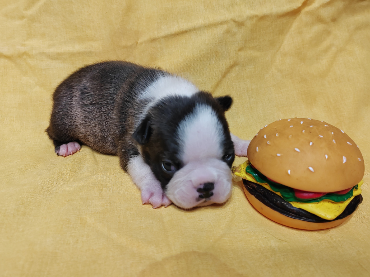 Du grand fresnoy - Chiots disponibles - Boston Terrier