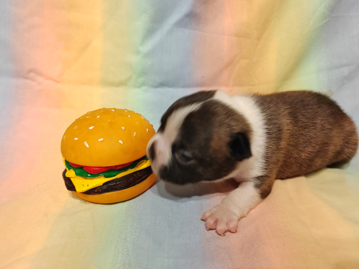 Du grand fresnoy - Chiots disponibles - Boston Terrier