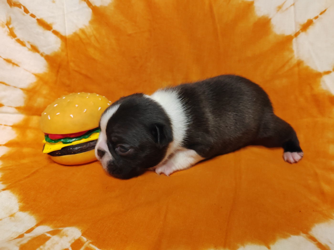 Du grand fresnoy - Chiots disponibles - Boston Terrier