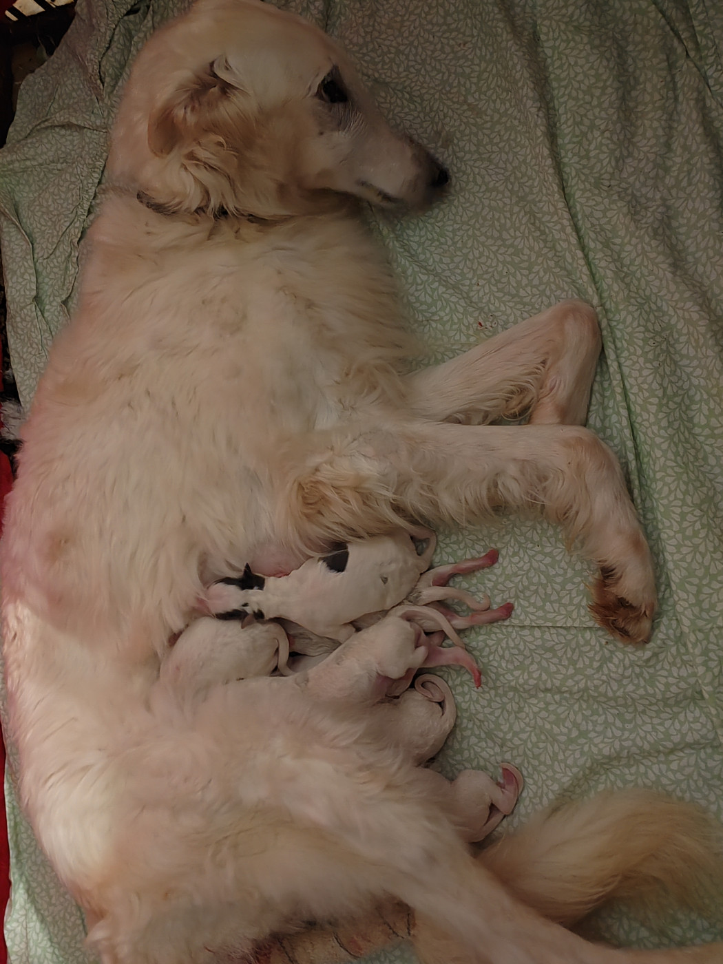 Chiot Barzoi Du grand fresnoy