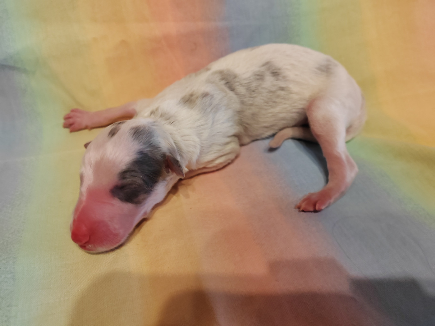 Du grand fresnoy - Chiots disponibles - Barzoi