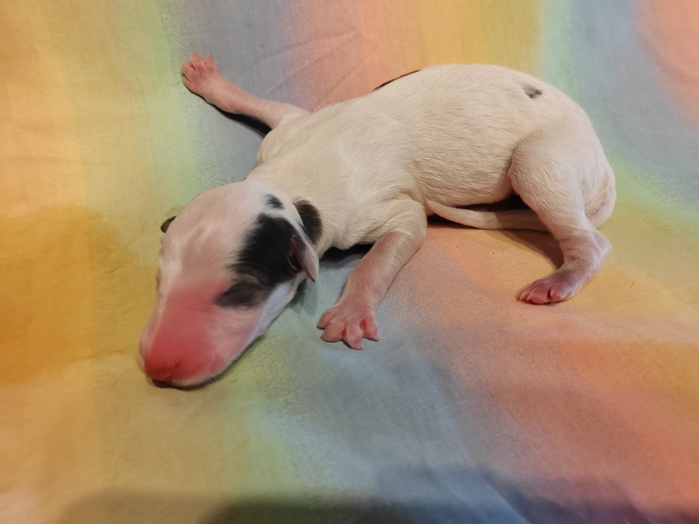 Du grand fresnoy - Chiots disponibles - Barzoi