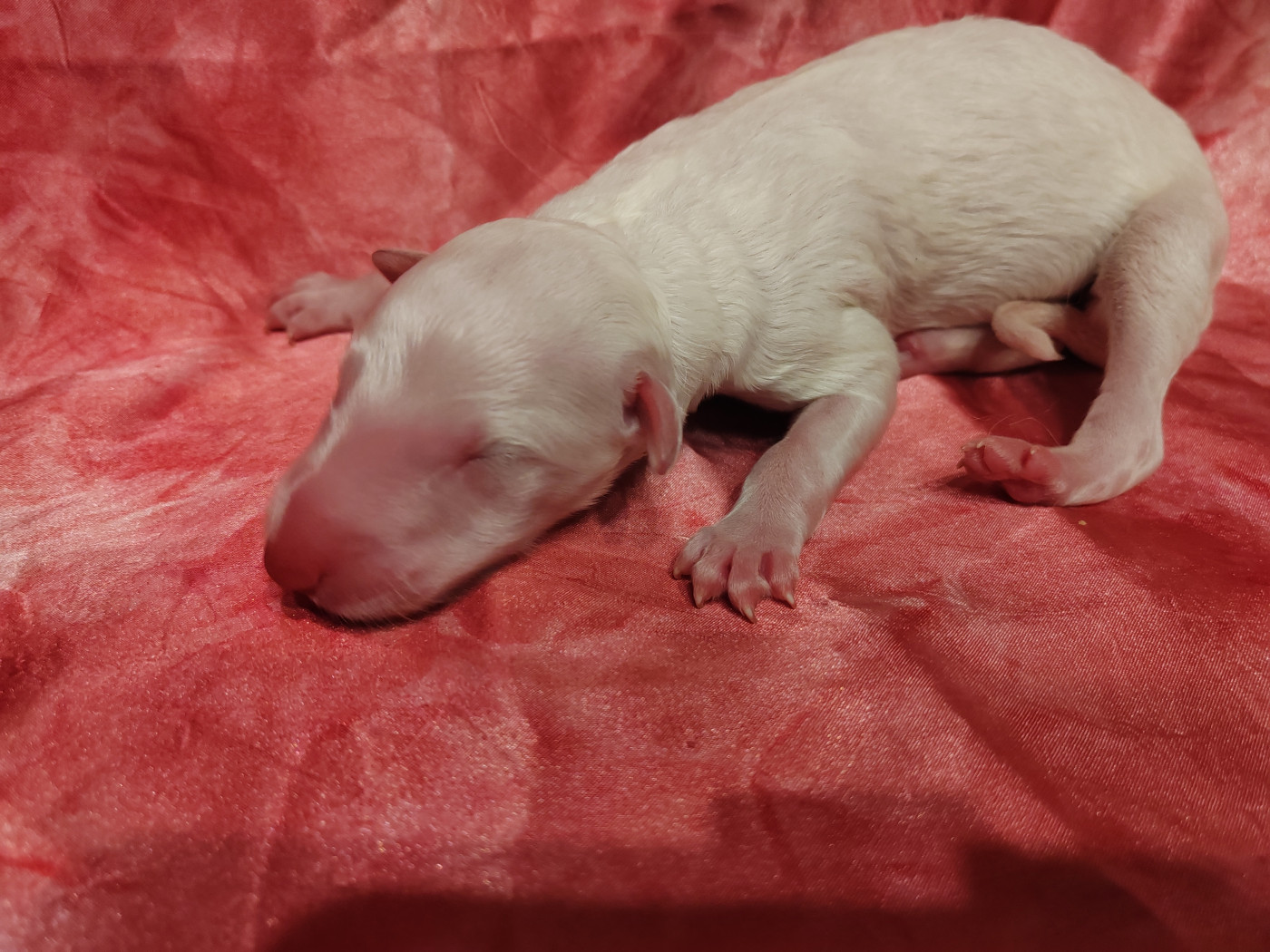 Du grand fresnoy - Chiots disponibles - Barzoi