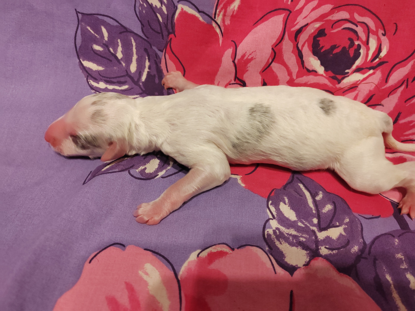 Du grand fresnoy - Chiots disponibles - Barzoi