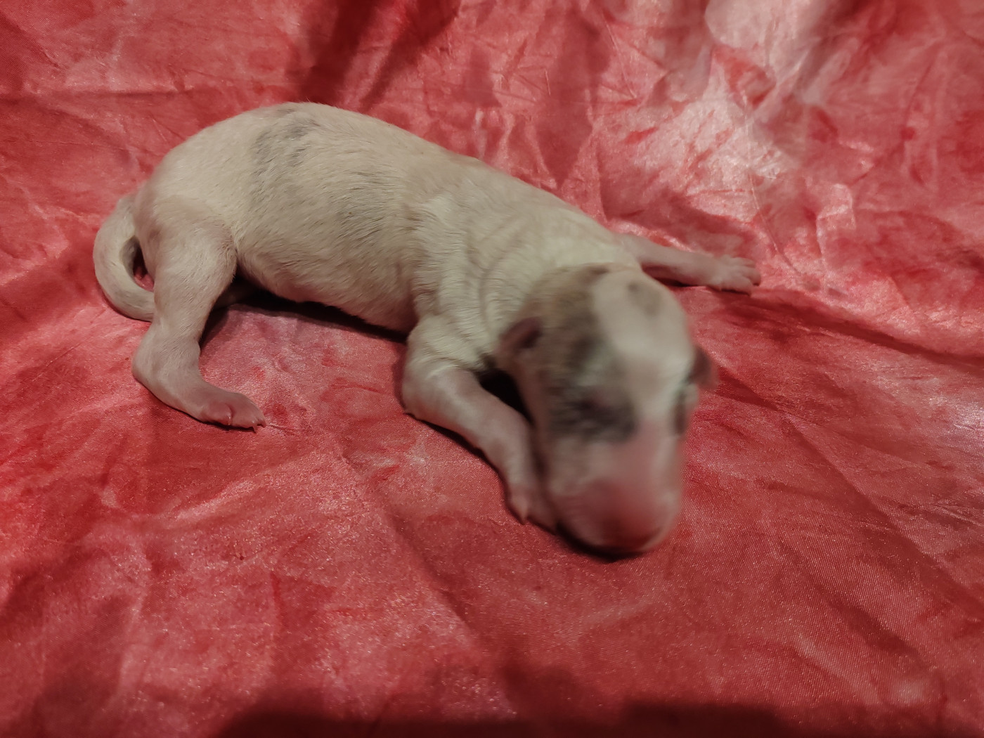 Du grand fresnoy - Chiots disponibles - Barzoi