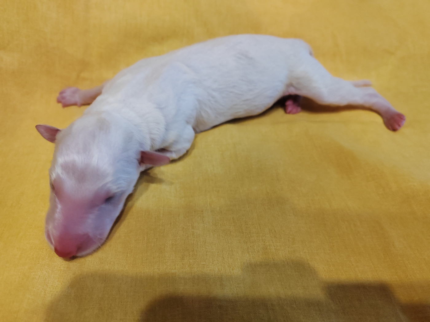 Du grand fresnoy - Chiots disponibles - Barzoi