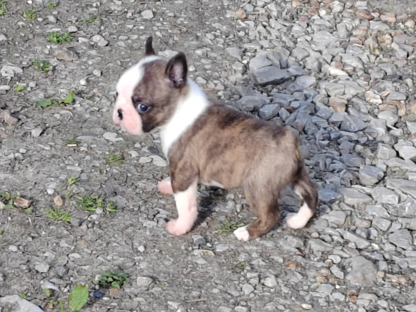 Du grand fresnoy - Chiots disponibles - Boston Terrier