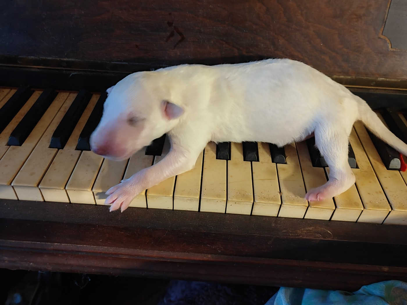 Du grand fresnoy - Chiots disponibles - Barzoi