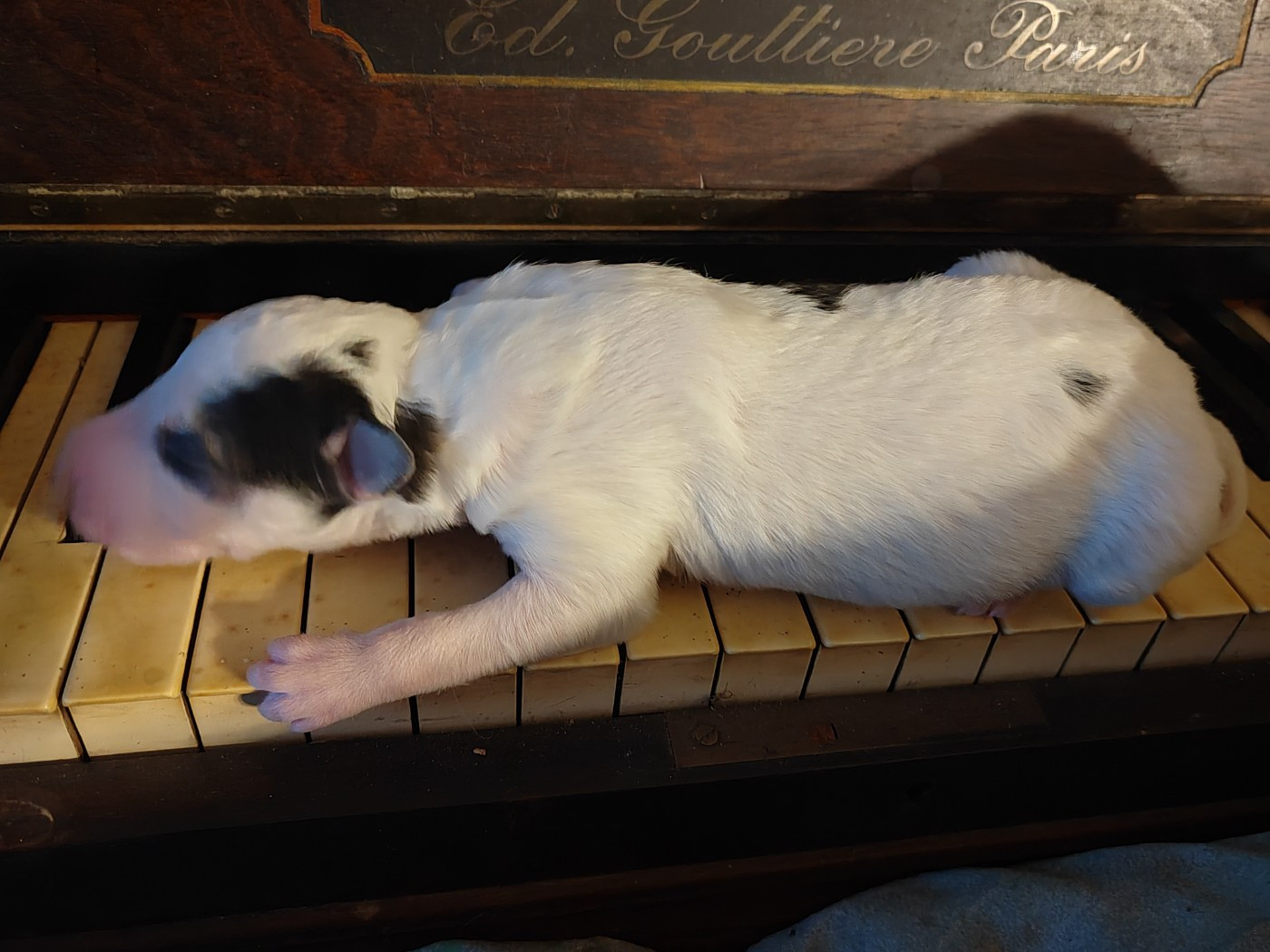 Du grand fresnoy - Chiots disponibles - Barzoi