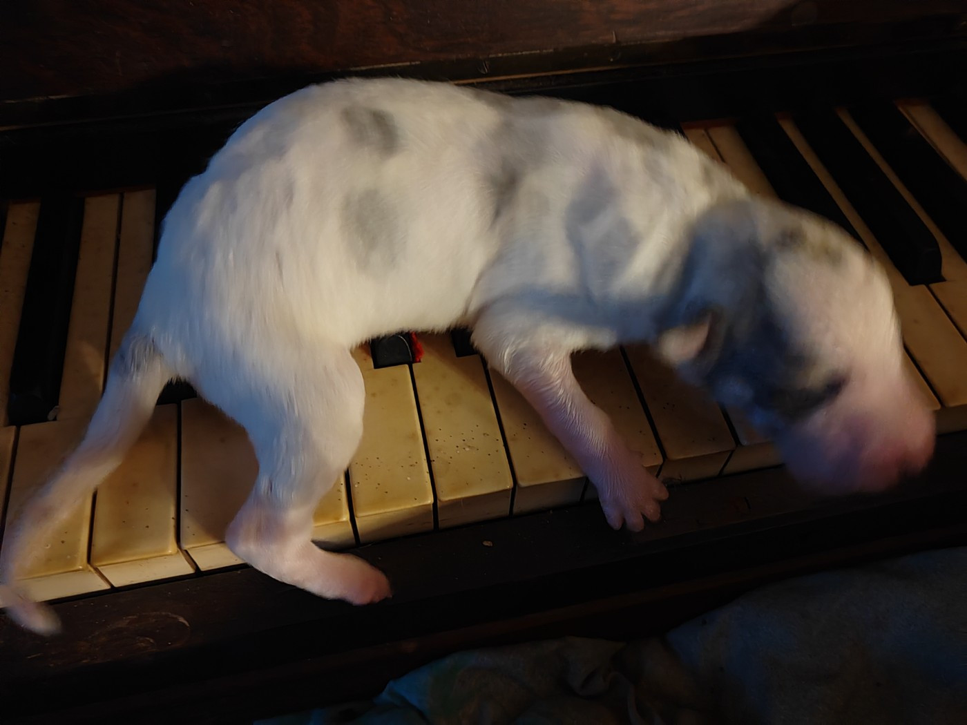 Du grand fresnoy - Chiots disponibles - Barzoi