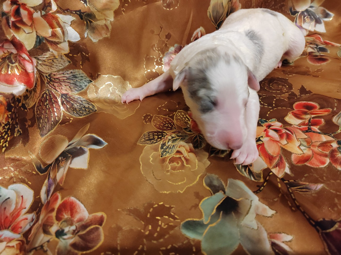 Du grand fresnoy - Chiots disponibles - Barzoi