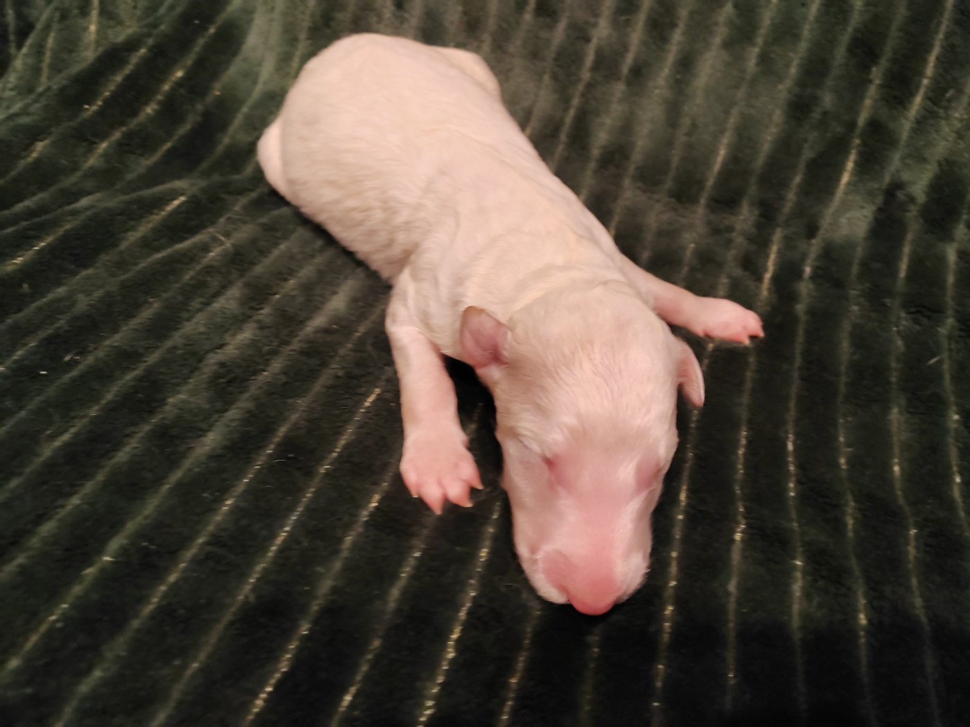 Du grand fresnoy - Chiots disponibles - Barzoi