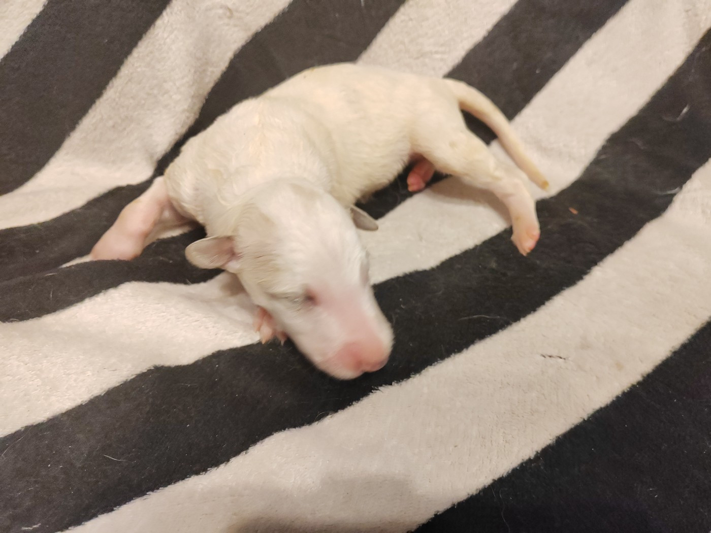 Du grand fresnoy - Chiots disponibles - Barzoi