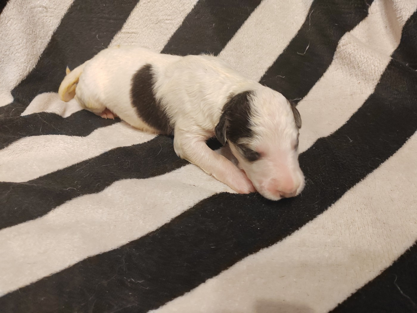 Du grand fresnoy - Chiots disponibles - Barzoi