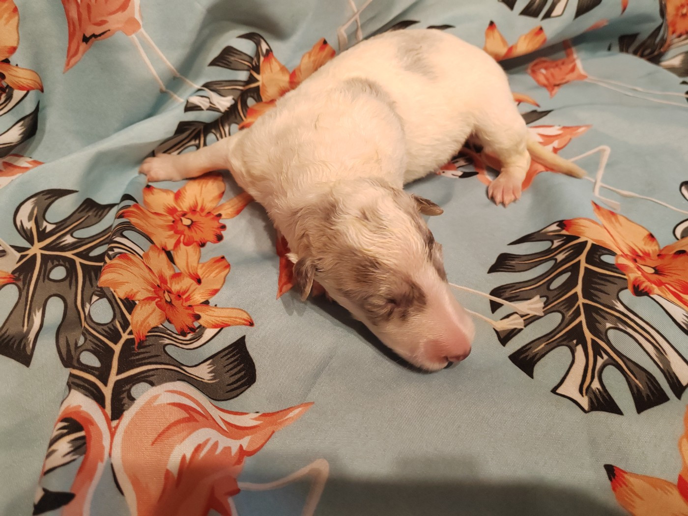 Du grand fresnoy - Chiots disponibles - Barzoi