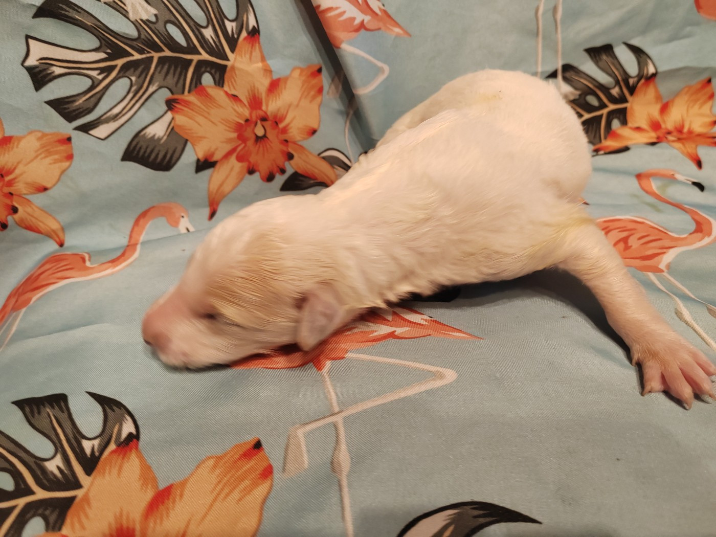 Du grand fresnoy - Chiots disponibles - Barzoi