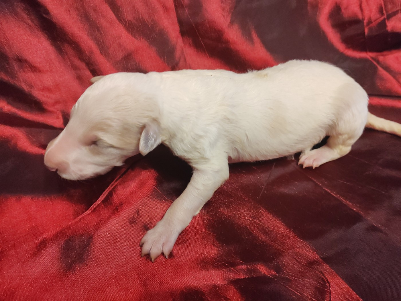 Du grand fresnoy - Chiots disponibles - Barzoi