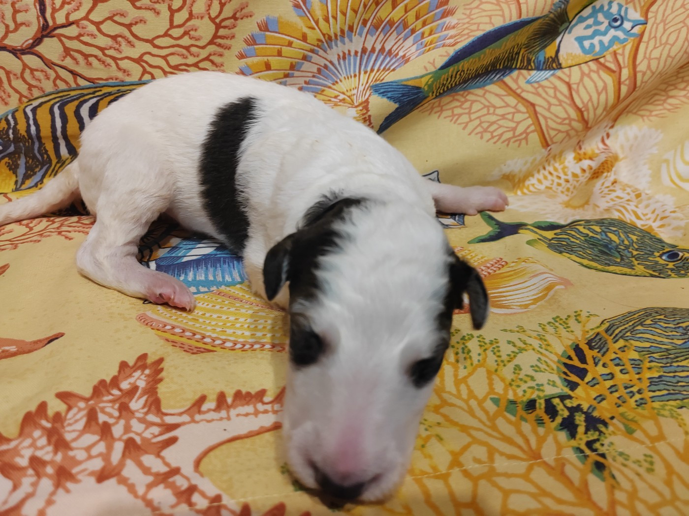 Du grand fresnoy - Chiots disponibles - Barzoi