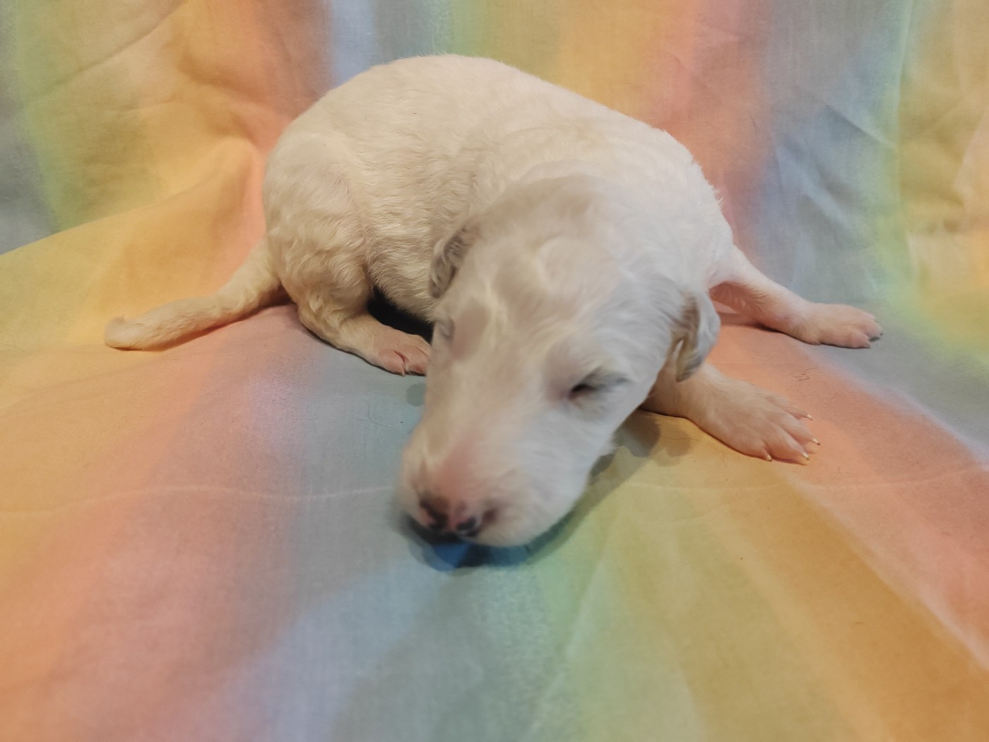 Du grand fresnoy - Chiots disponibles - Barzoi