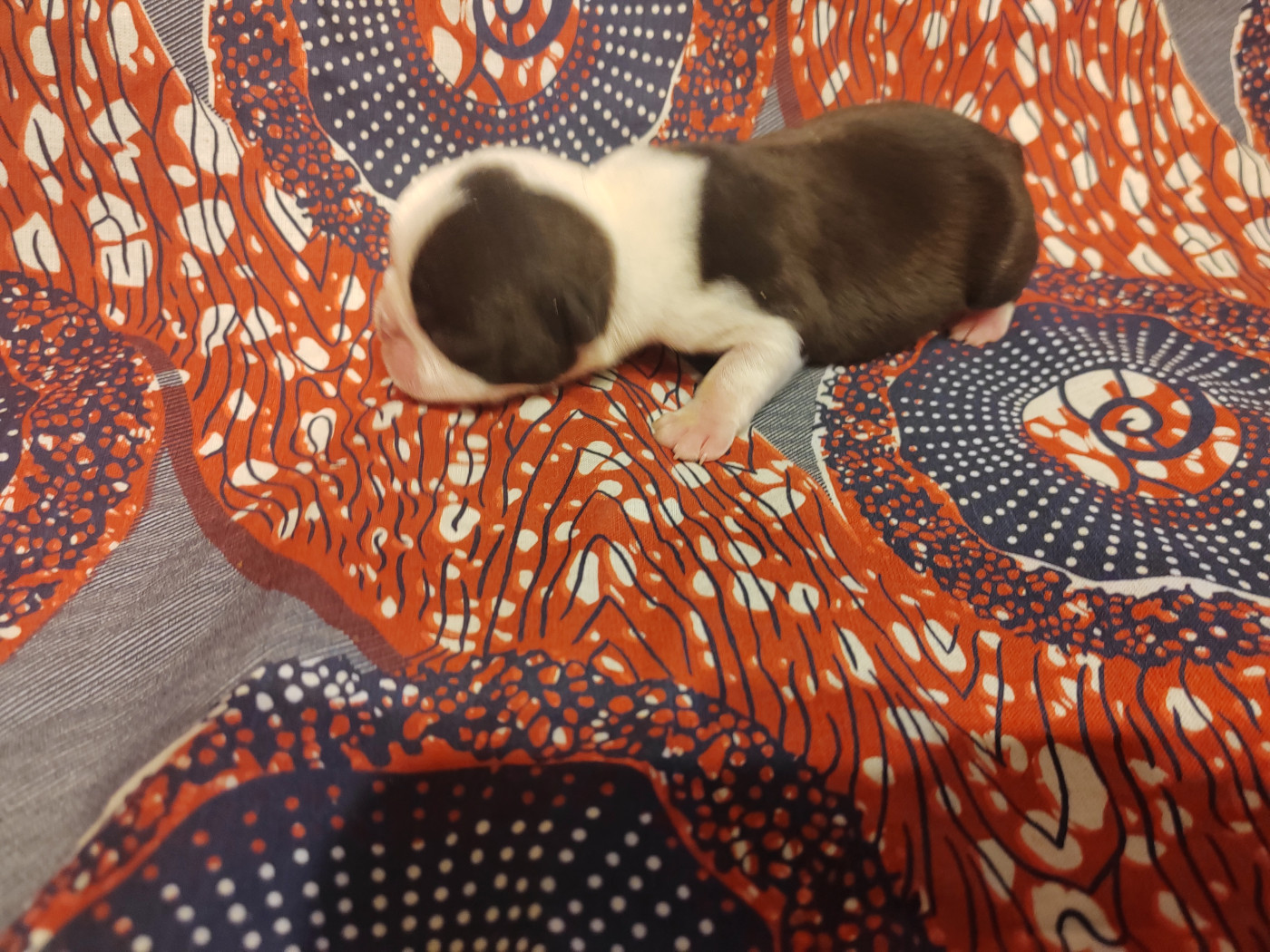 Du grand fresnoy - Chiots disponibles - Boston Terrier