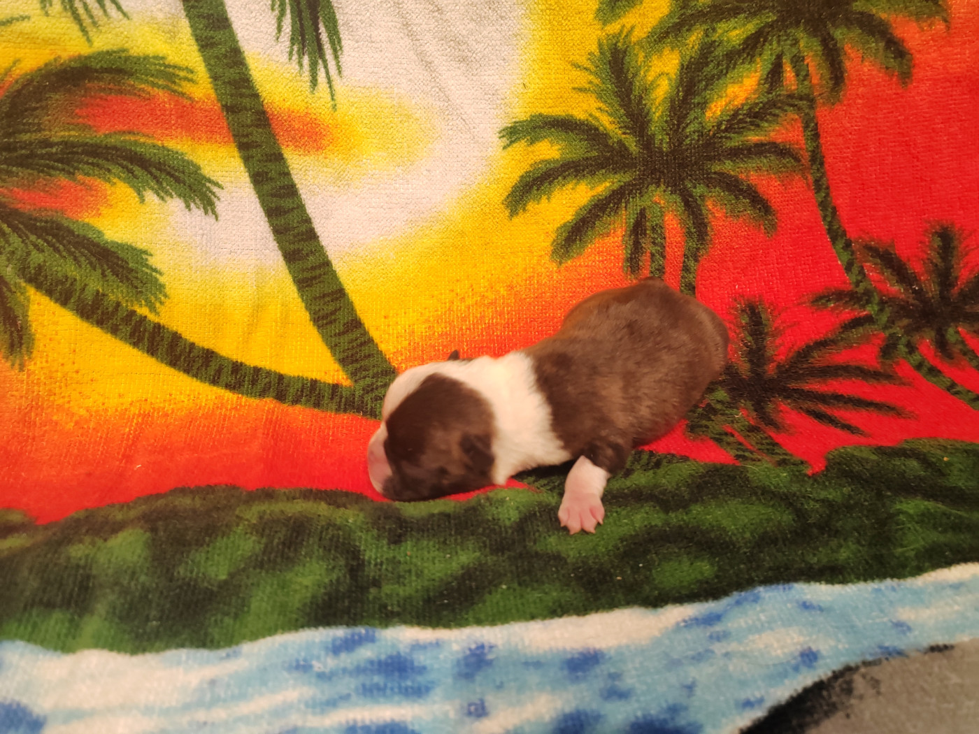 Du grand fresnoy - Chiots disponibles - Boston Terrier