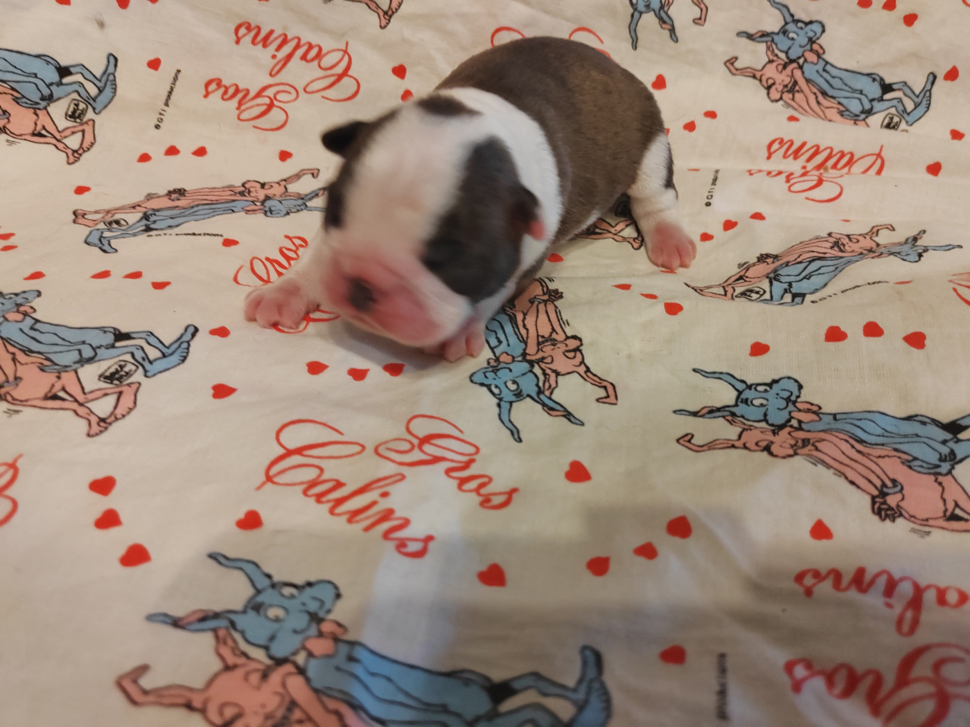 Du grand fresnoy - Chiots disponibles - Boston Terrier