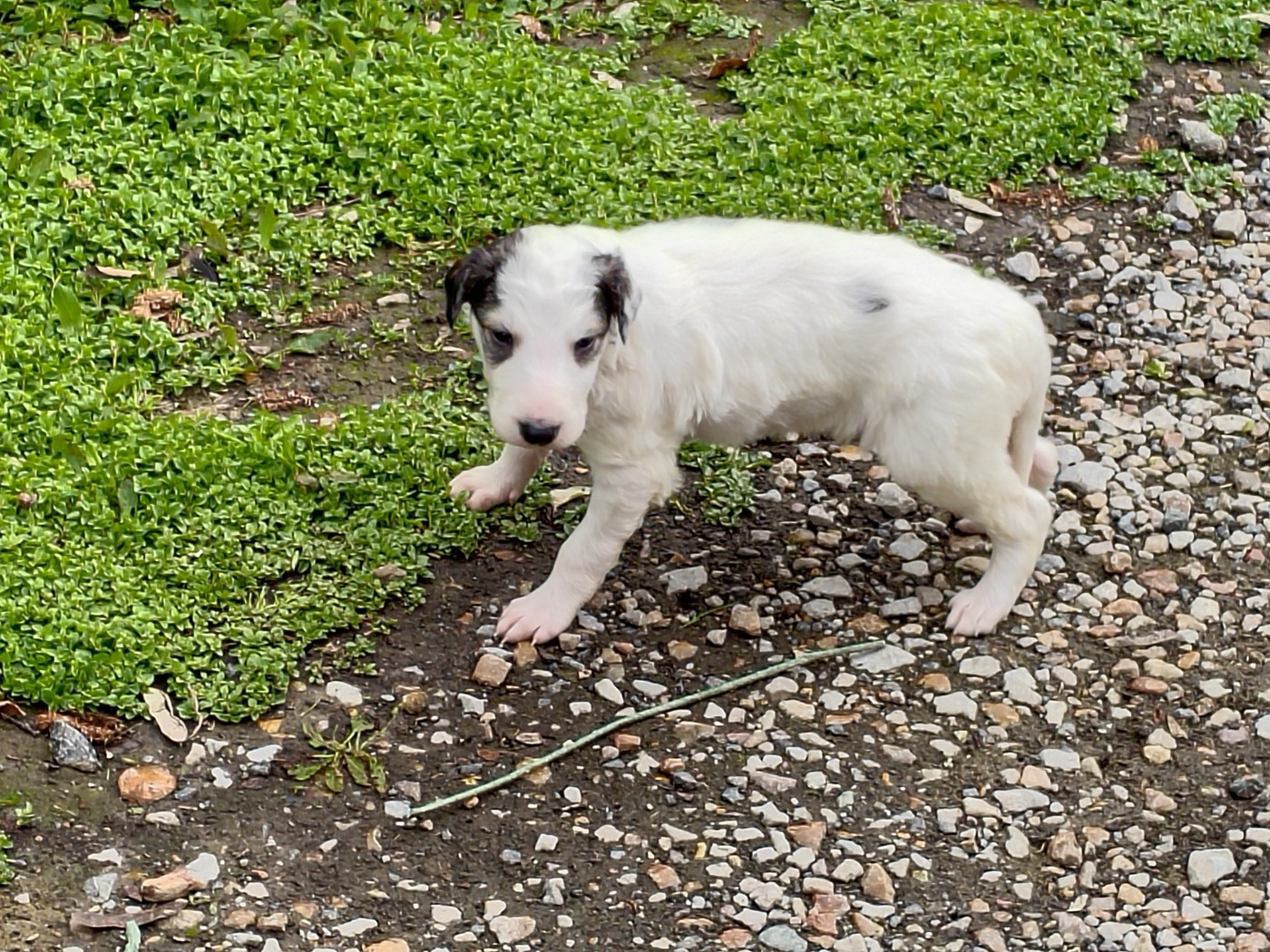 Du grand fresnoy - Chiots disponibles - Barzoi