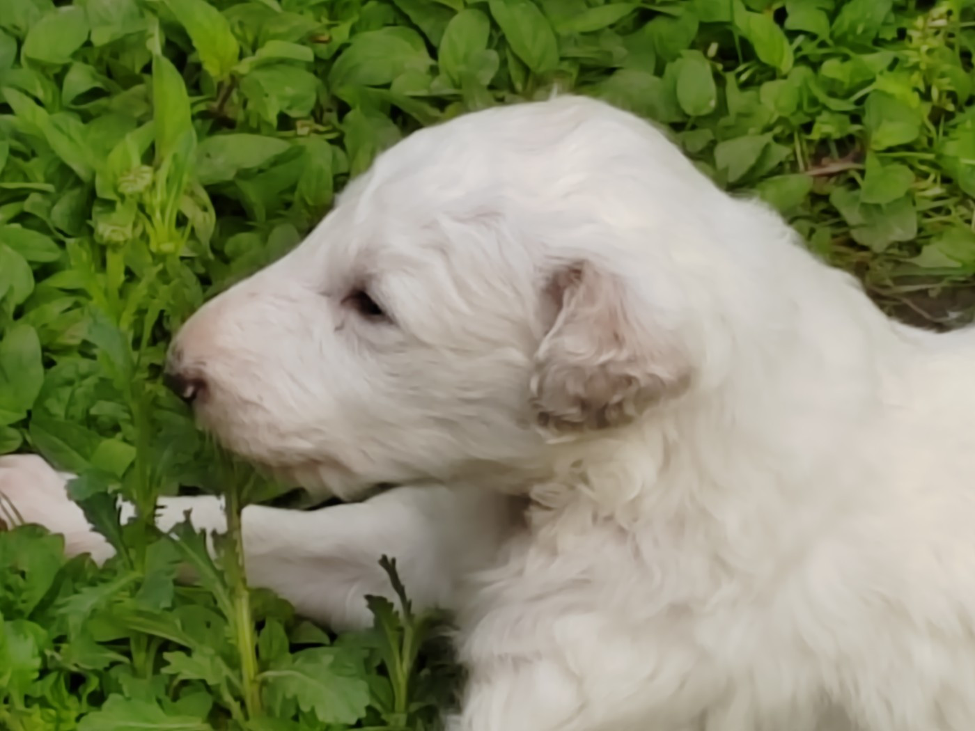 Du grand fresnoy - Chiots disponibles - Barzoi