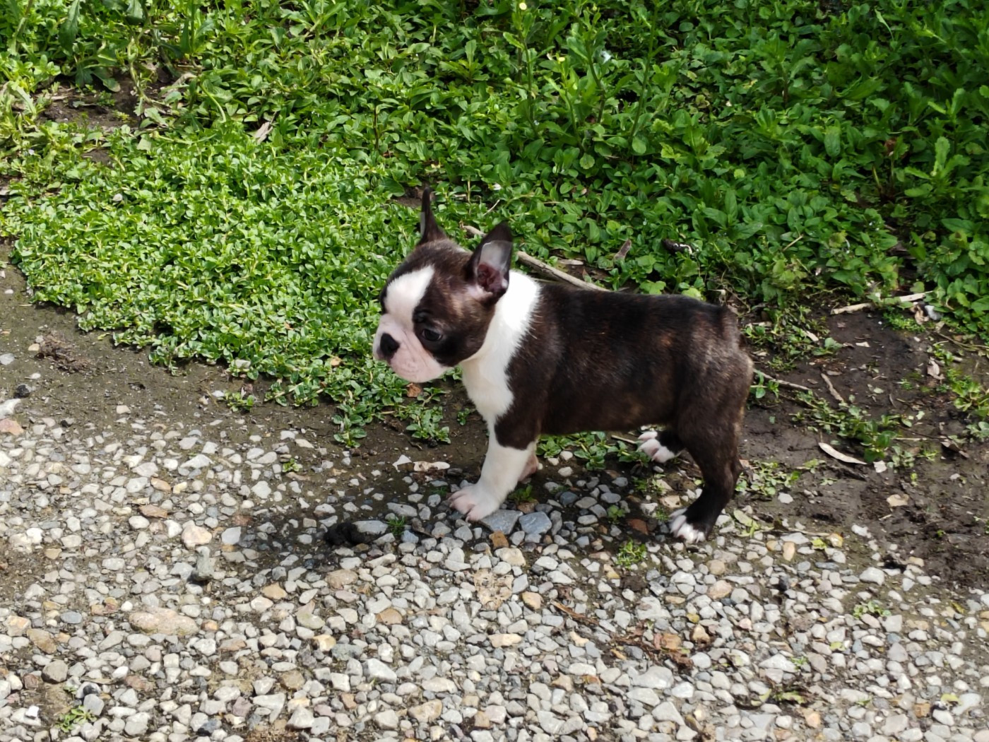 Du grand fresnoy - Chiots disponibles - Boston Terrier