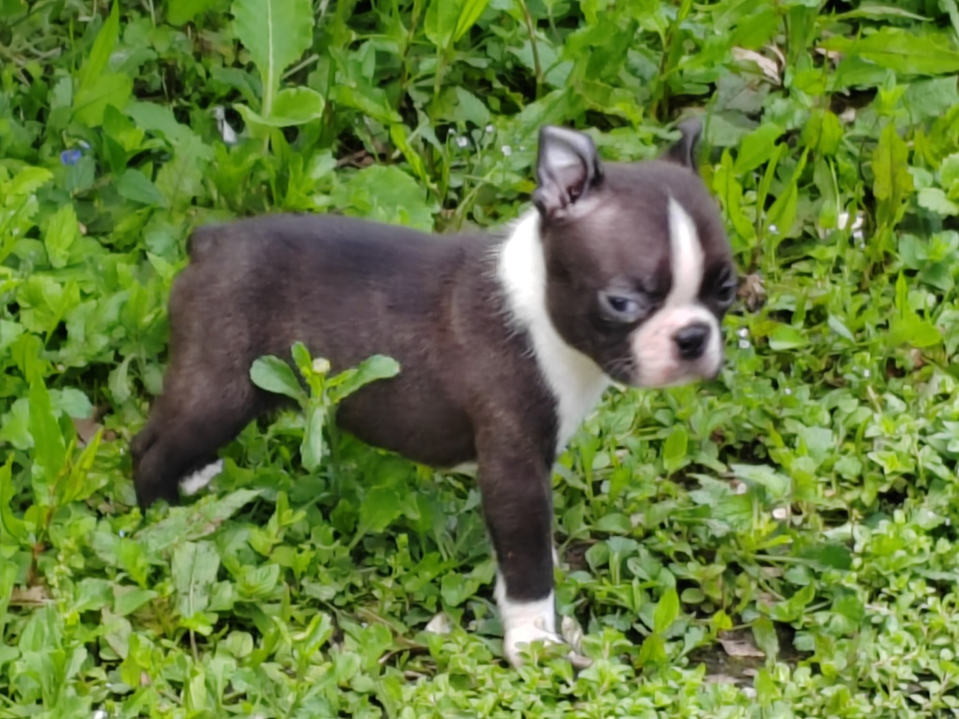 Du grand fresnoy - Chiots disponibles - Boston Terrier