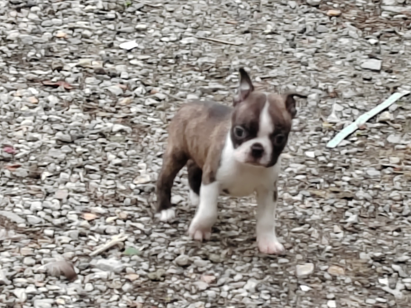 Du grand fresnoy - Chiots disponibles - Boston Terrier