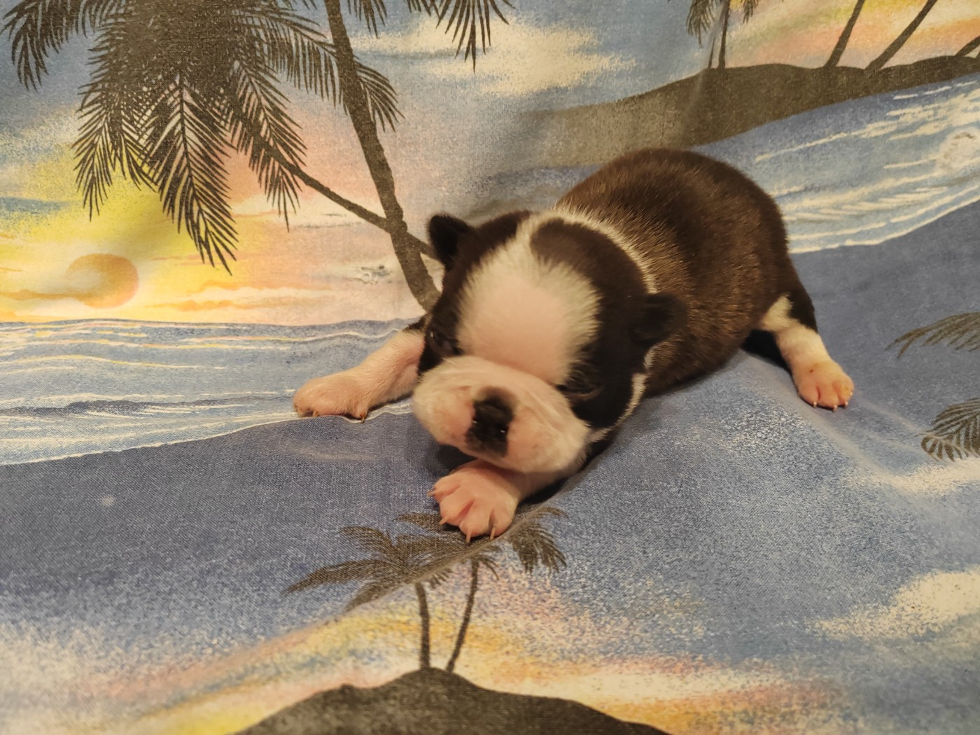 Du grand fresnoy - Chiots disponibles - Boston Terrier