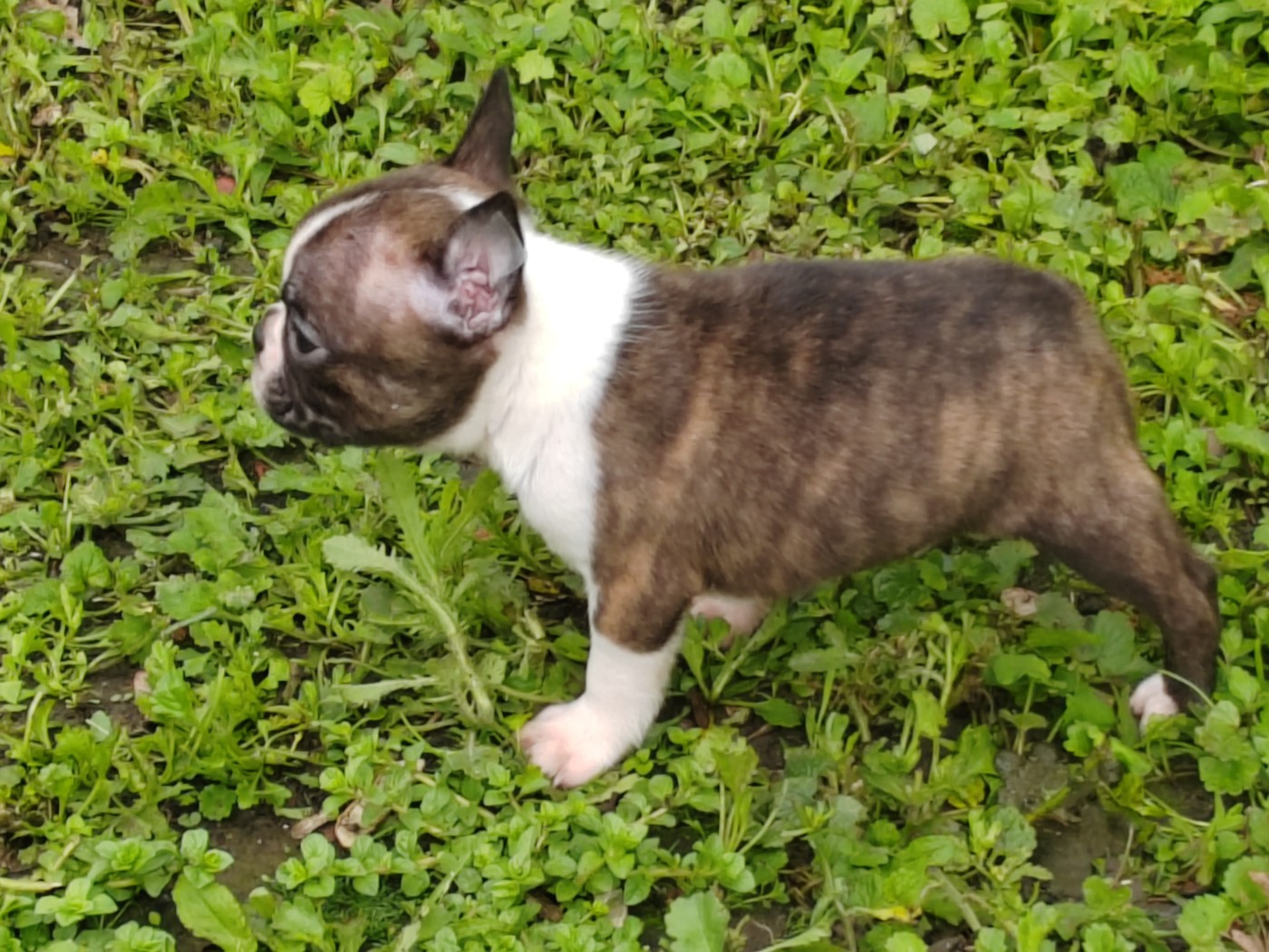 Du grand fresnoy - Chiots disponibles - Boston Terrier