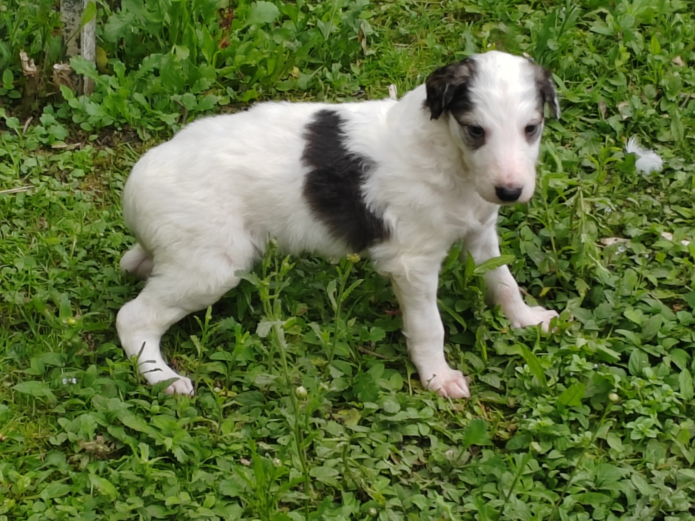 Du grand fresnoy - Chiots disponibles - Barzoi
