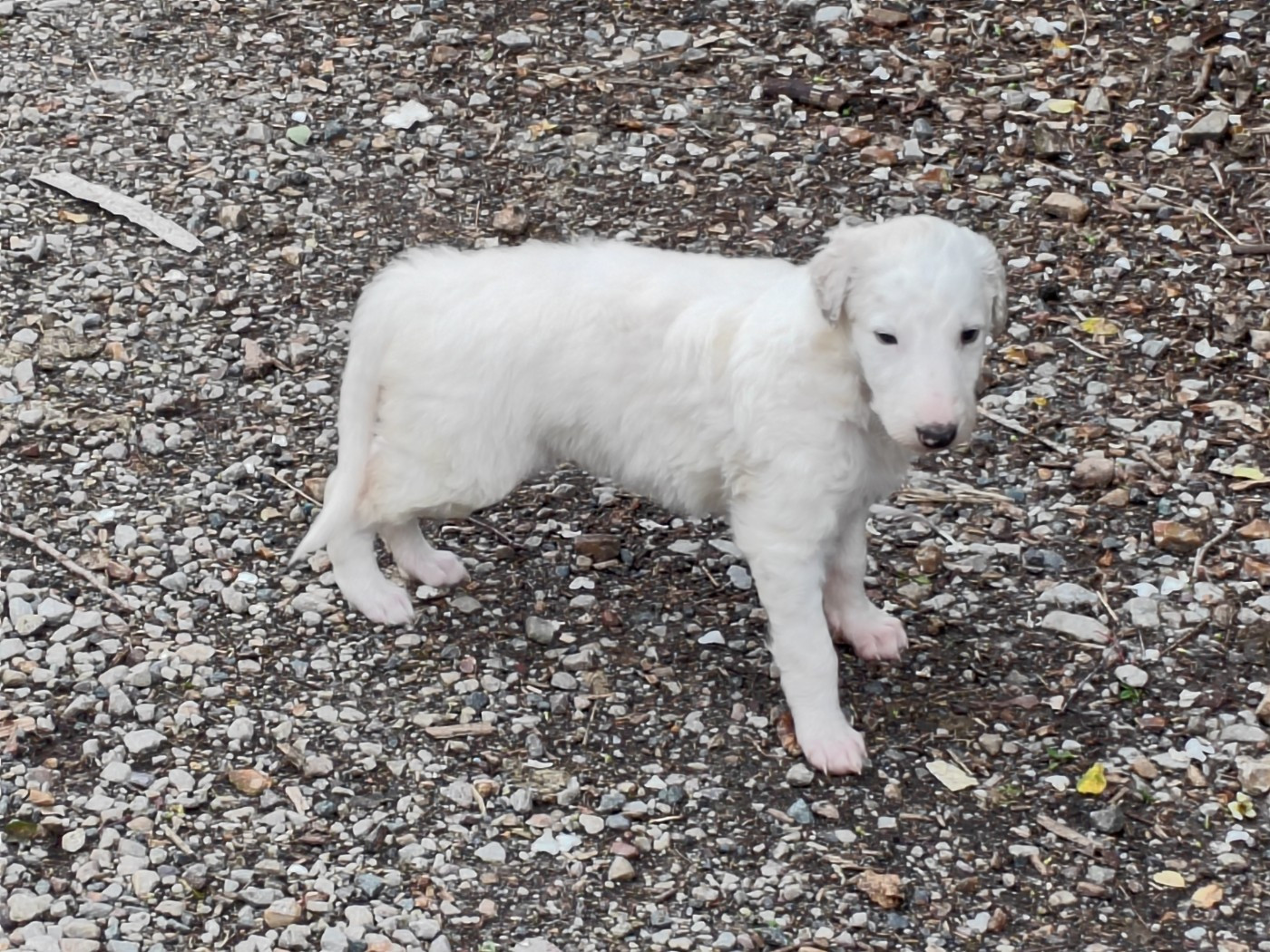 Du grand fresnoy - Chiots disponibles - Barzoi