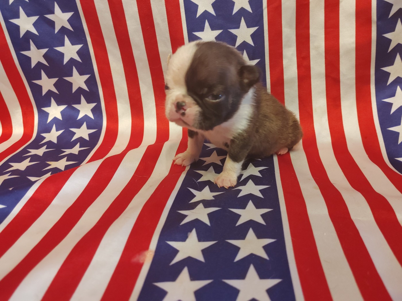 Du grand fresnoy - Chiots disponibles - Boston Terrier