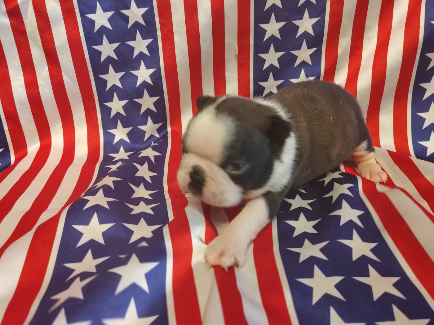 Du grand fresnoy - Chiots disponibles - Boston Terrier