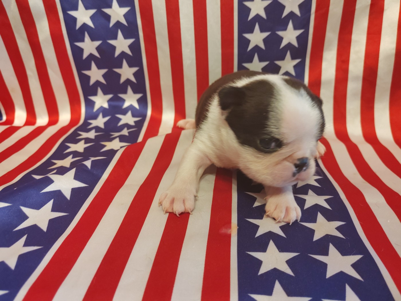 Du grand fresnoy - Chiots disponibles - Boston Terrier