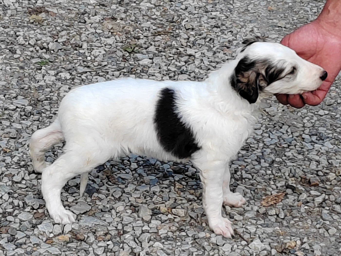 Du grand fresnoy - Chiots disponibles - Barzoi