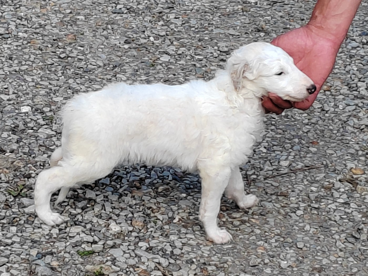 Du grand fresnoy - Chiots disponibles - Barzoi