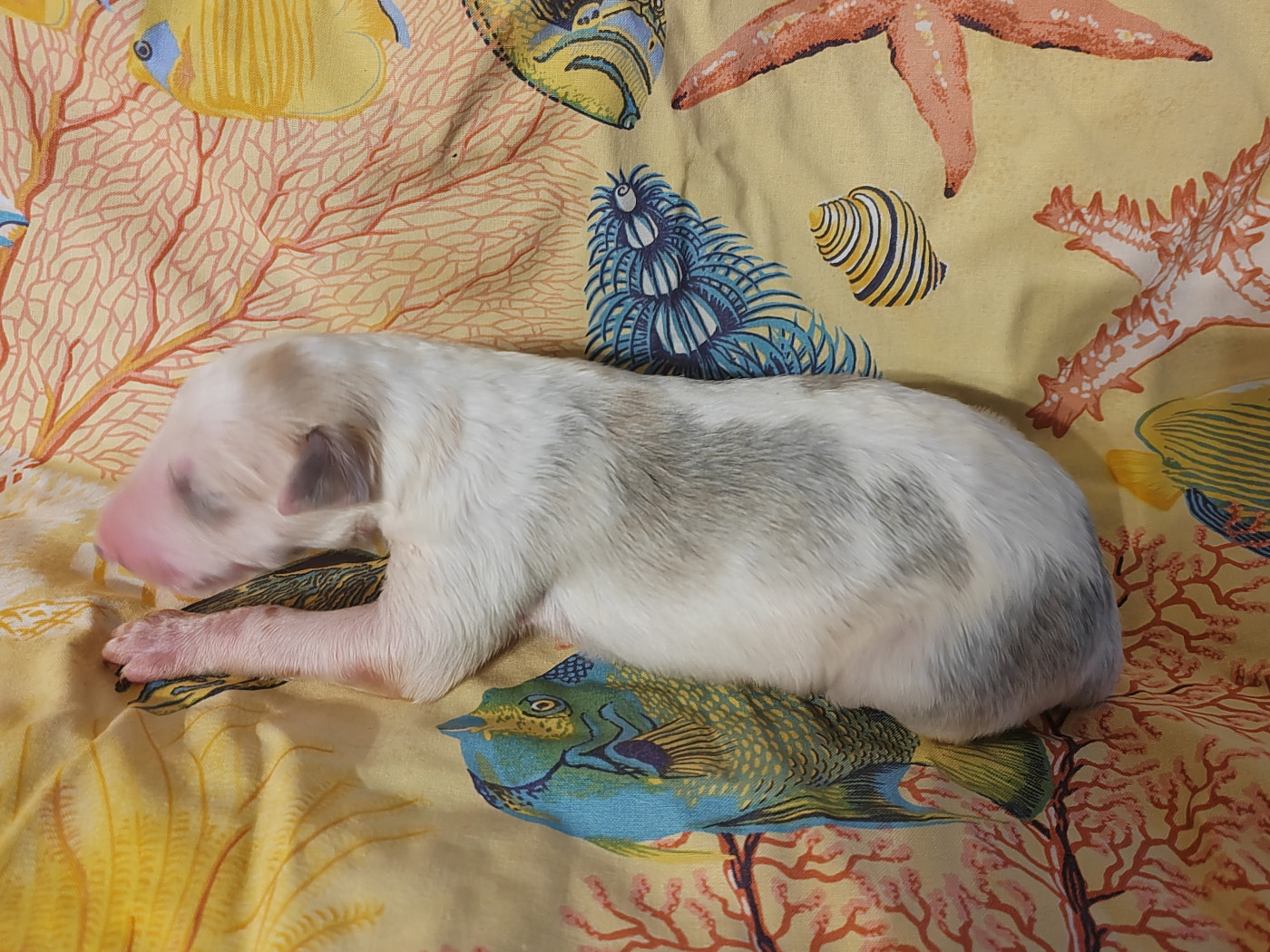 Du grand fresnoy - Chiots disponibles - Barzoi