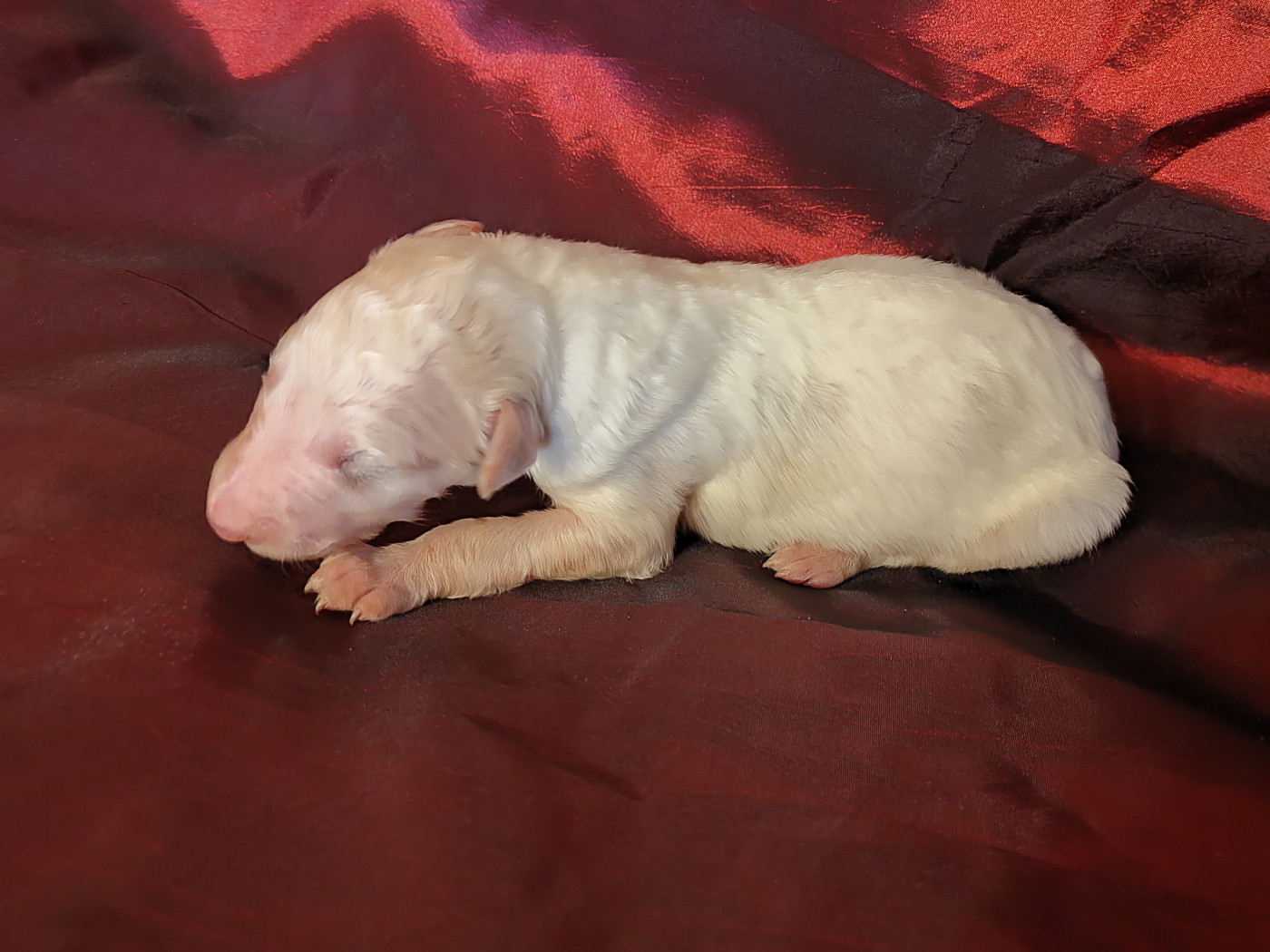 Du grand fresnoy - Chiots disponibles - Barzoi