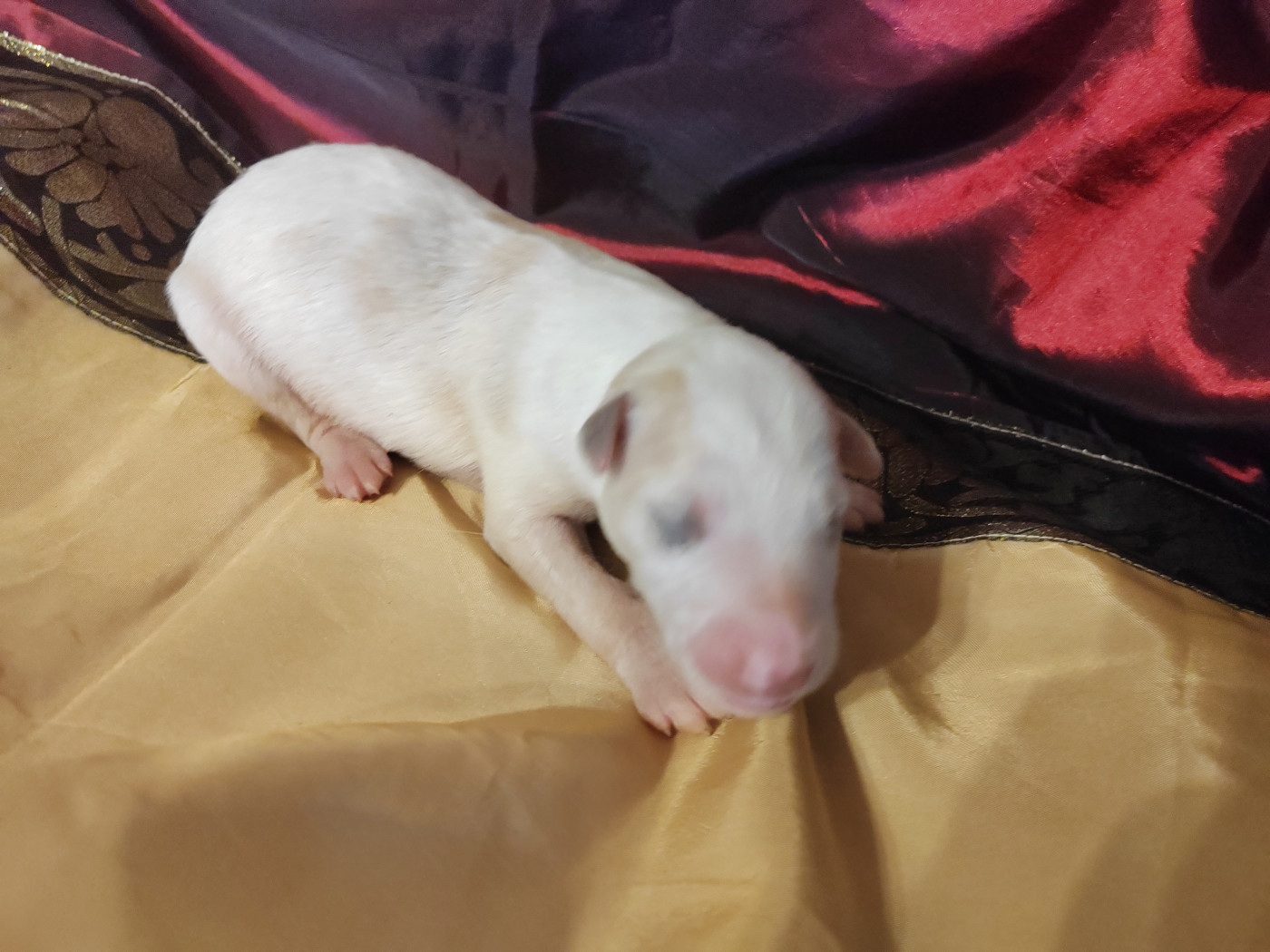 Du grand fresnoy - Chiots disponibles - Barzoi