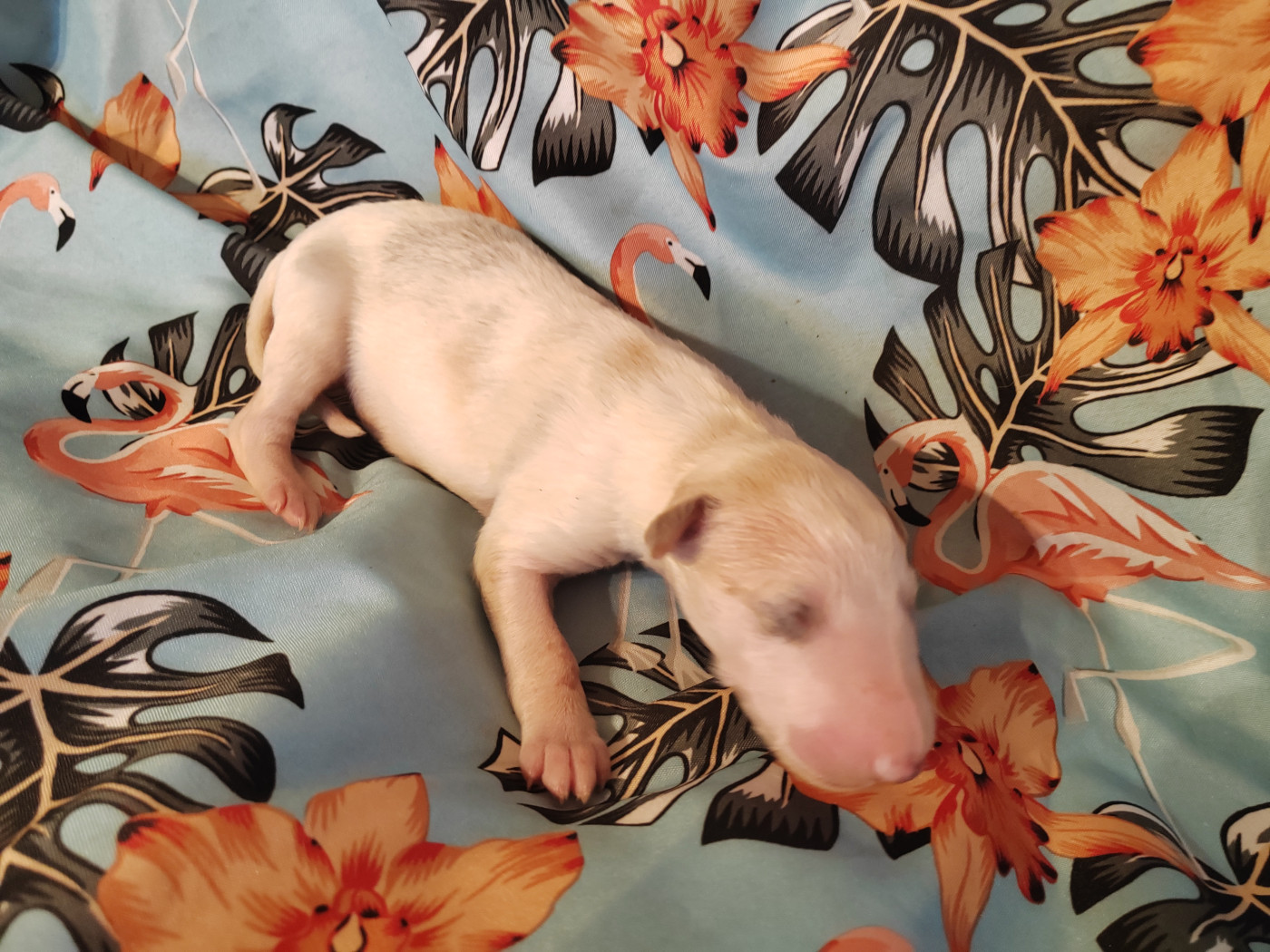 Du grand fresnoy - Chiots disponibles - Barzoi